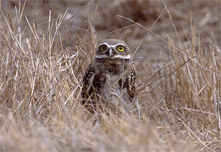 Burrowing Owl animation