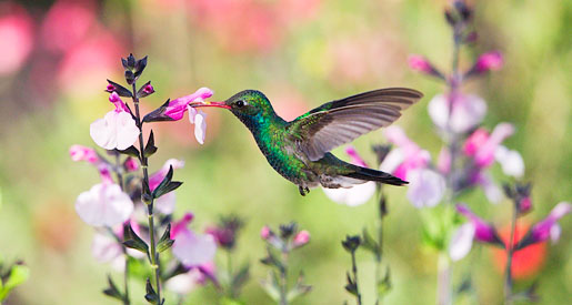 Broad-billed Hummingbird (Cynanthus latirostris)