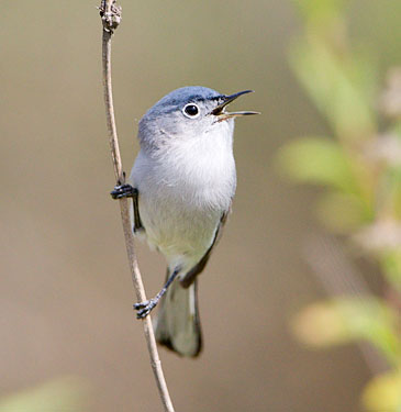 https://www.birdphotography.com/species/photos/bggn-20.jpg