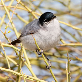 Black-tailed Gnatcatcher - Species Information and Photos