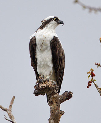 Species Profile: Pandion haliaetus – Osprey » Bella Vista Property Owners  Association