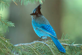 Steller's Jay (Cyanocitta stelleri)